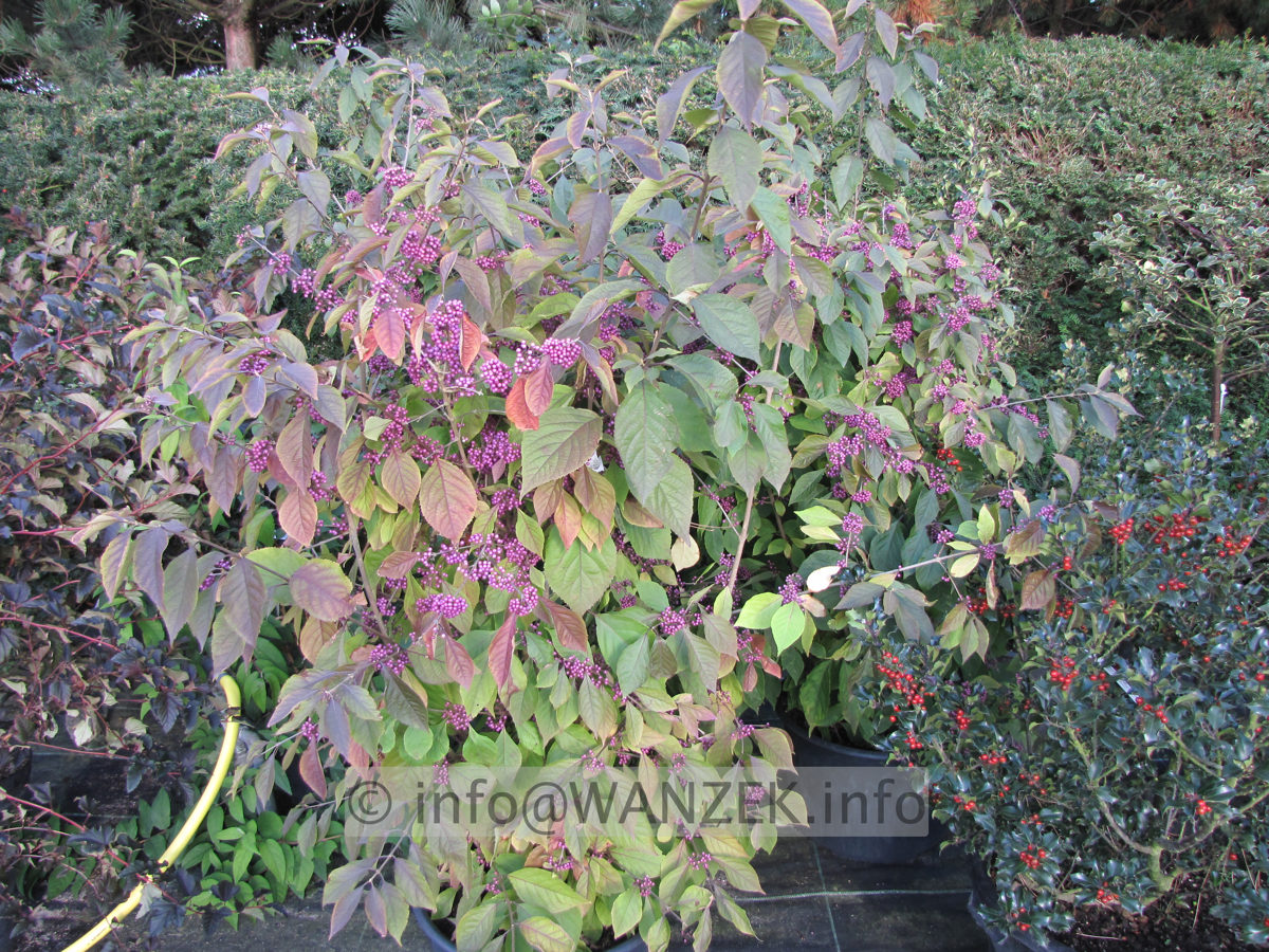 Callicarpa Profusion beginnende Beerenfaerbung.JPG